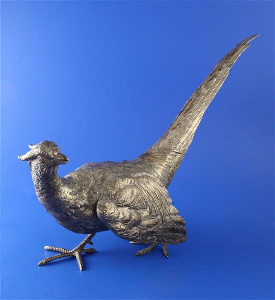 Silver pheasant